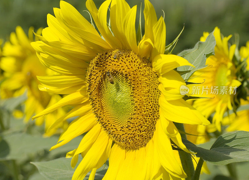 向日葵田(Helianthus annuus)